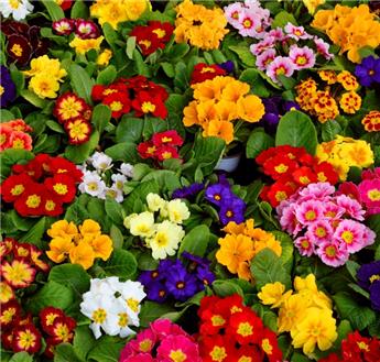 Primula acaulis variées Primevere des jardins plpr