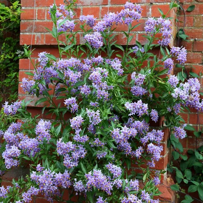 [103435] Solanum crispum Glasnevin 100 125 cm Pot C3Litres