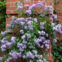 Solanum crispum Glasnevin 100 125 cm Pot C3Litres