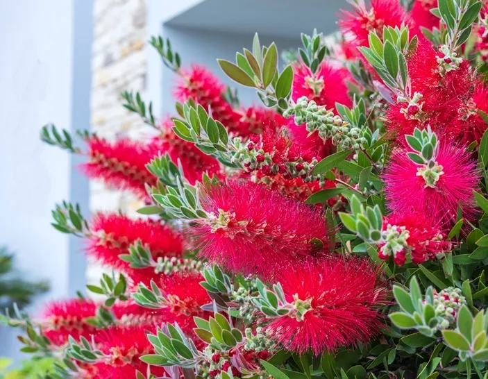 Calistemon Red Rocket rouge Pot P23