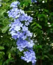 Plumbago auriculata Bleu Pot P17