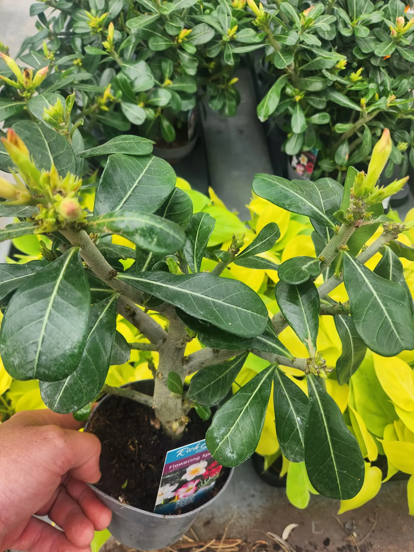 Adenium obesum Rose du désert