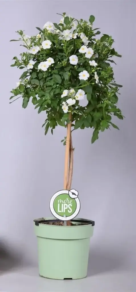 Solanum rantonetii Charles White Mini Tige +/- 40 cm Pot P19