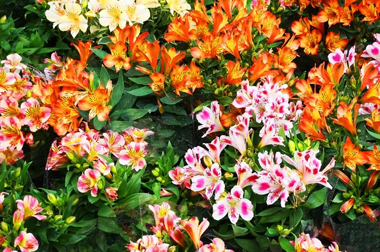 [107128] Alstromeria varies Pot C4L XXL