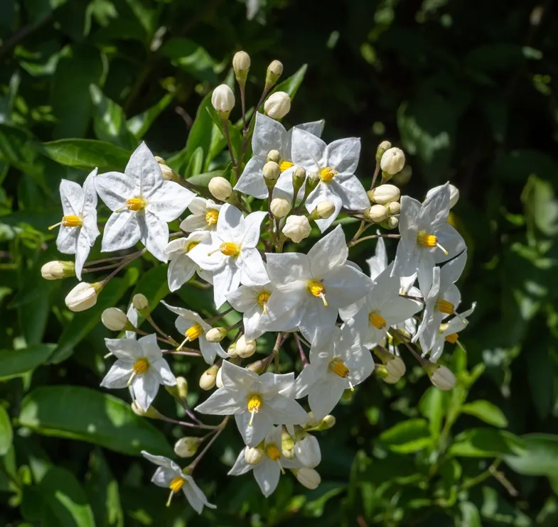 [137036] SOLANUM jasminoides Album Pot C3Litres
