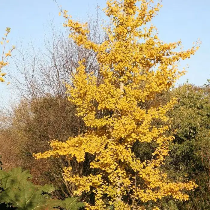 Ginkgo biloba Cépée Multi-troncs 250 300 cm XXL Motte - * Arbre aux 40 écus*