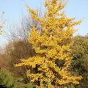 Ginkgo biloba Cépée Multi-troncs 250 300 cm XXL Motte - * Arbre aux 40 écus*
