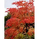 Cercidiphyllum japonicum XXXL 40 45 Haute Tige - Arbre au caramel. ** Bel exemplaire solitaire **
