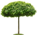 Catalpa bungei Haute Tige 20 25 XXTRA Motte ** Plante magnifique, bien taillée **