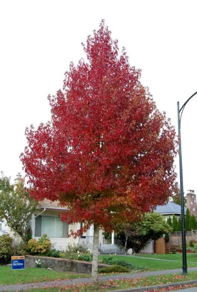 Liquidambar styraciflua Lane Roberts Haute Tige 18 20 Motte ** Plus compact **