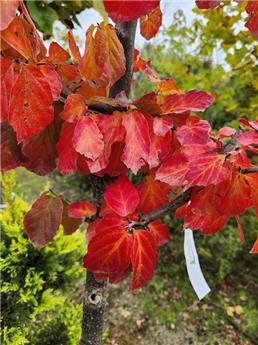 Parrotia persica 16 18 Haute Tige Motte ** Arbre de fer **