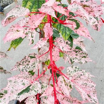 Acer conspicum Red Flamingo C3 60 80