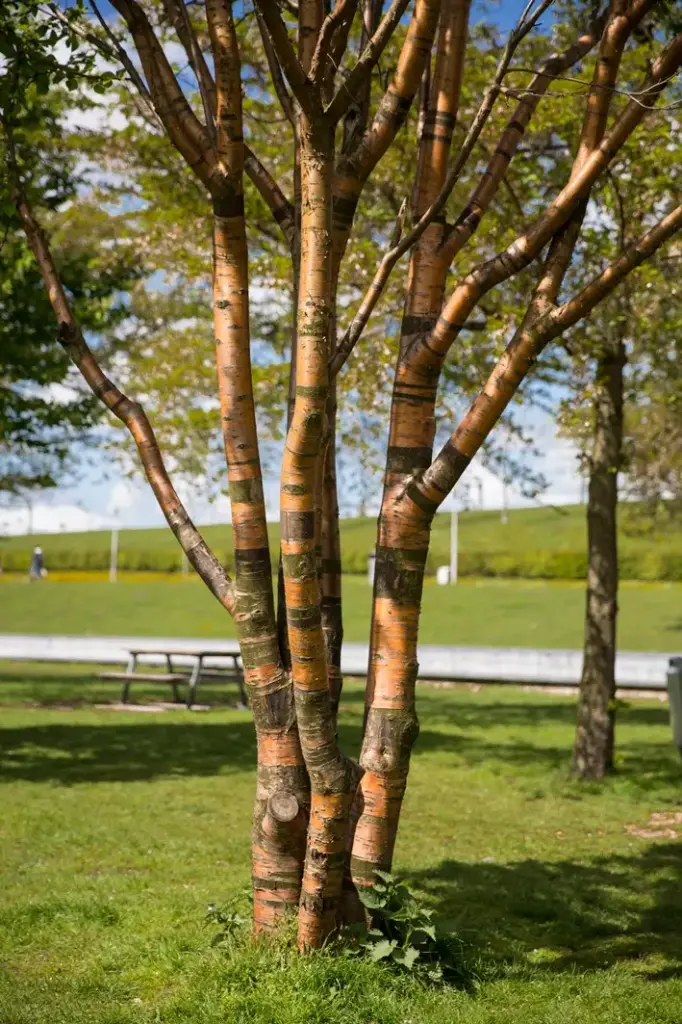 Prunus serrulata ou Tibetica Cépée multi troncs 250 300 Motte - Cerisier du Tibet.