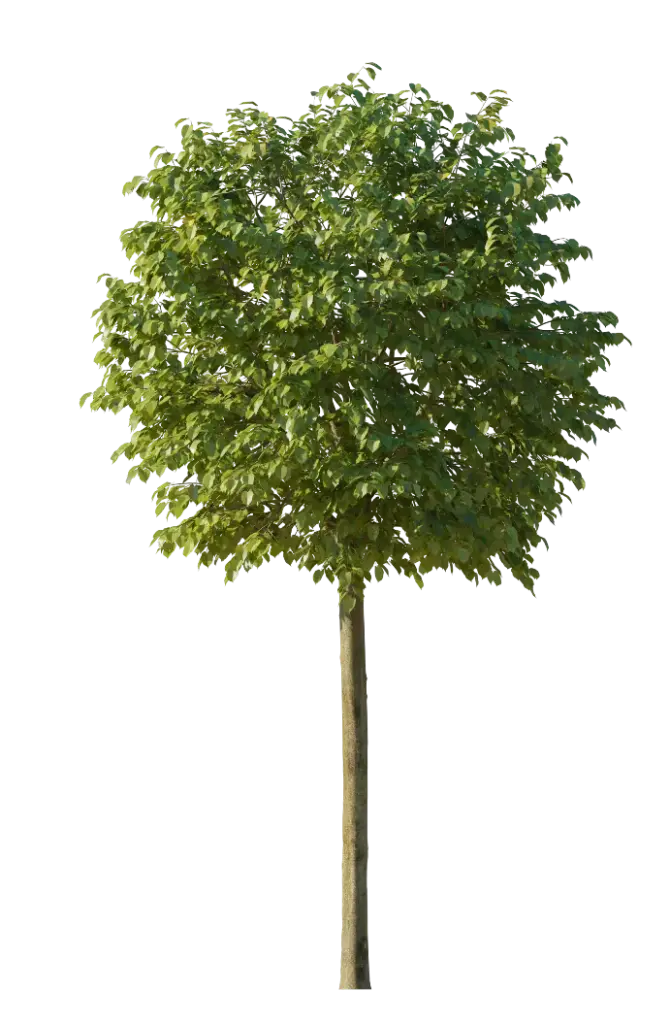 Tilia tomentosa Silver Globe Haute Tige 20 25 Motte ** Tilleul boule, parfumé **