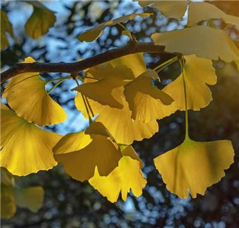 Ginkgo biloba Lakeview 16 18 Haute Tige Motte ** Stérile: sans fruits  **