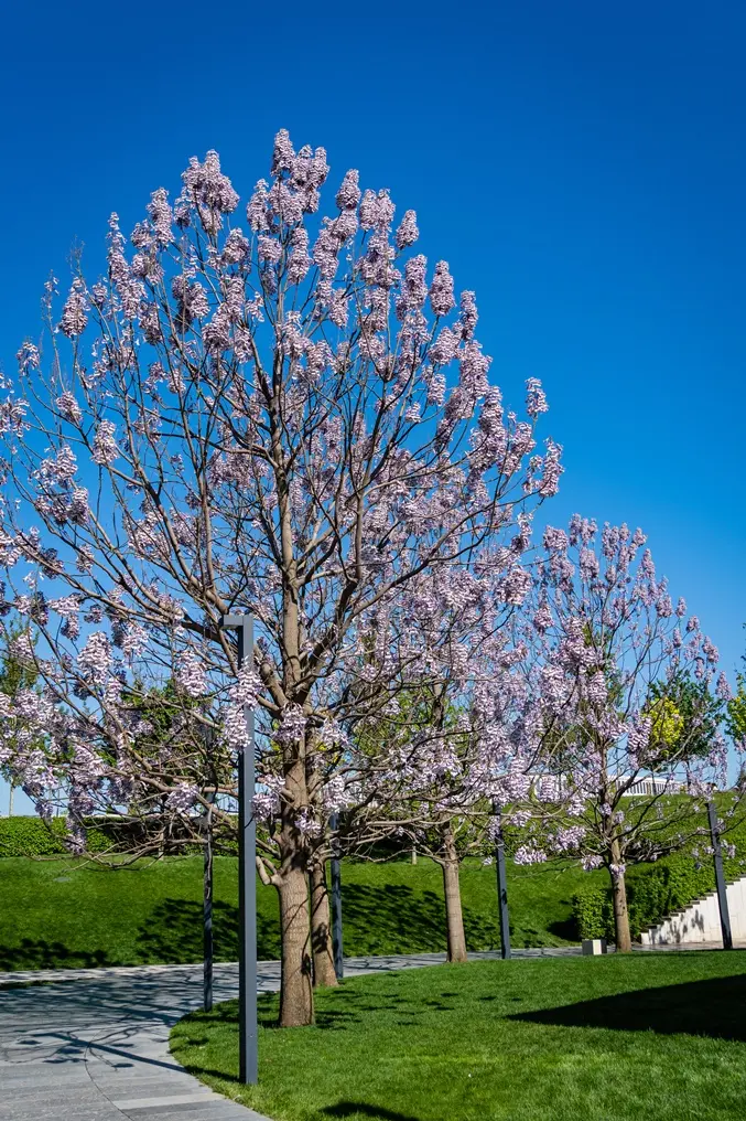 Paulownia tomentosa Haute Tige 28 30 Motte - Arbre impérial