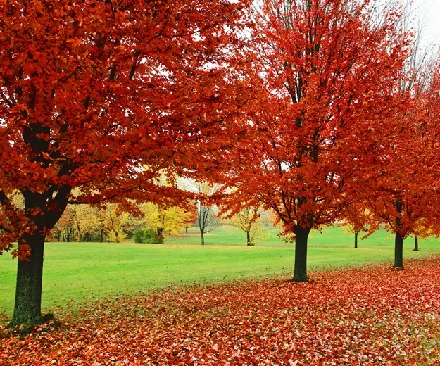 Acer rubrum Sun Valley 14 16 Haute Tige Motte