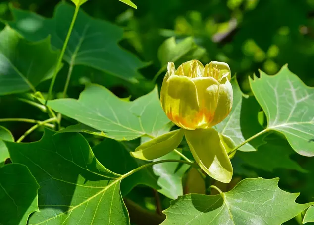 Liriodendron tulipifera 14 16 Motte Tronc 200 220 cm * Tulipier de Virginie.