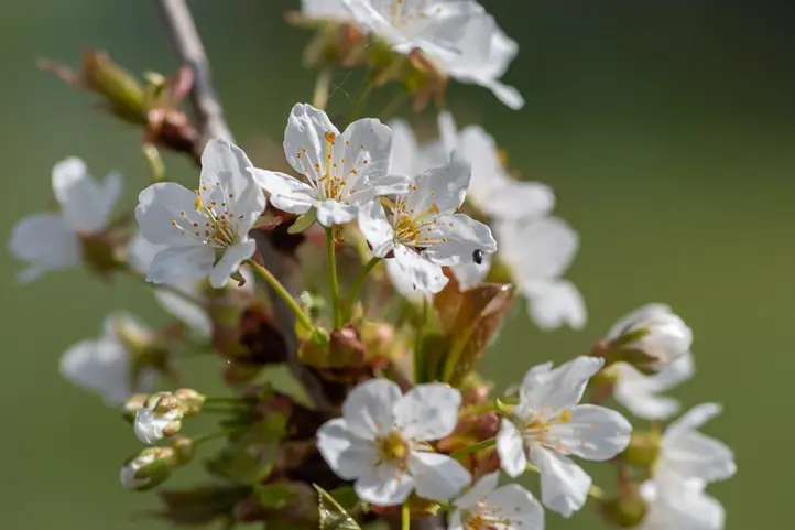 Prunus Umineko Haute Tige 20 25 Motte ** Cerisier du japon blanc, parfumé **