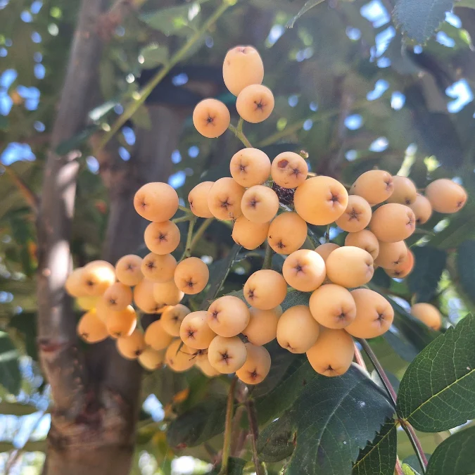 Sorbus arnoldiana Golden Wonder Haute Tige 25 30 ** Sorbier des oiseaux fruits jaunes- Exemplaire exceptionnel **