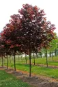 Acer platanoides Crimson King Haute Tige 16 18 Motte