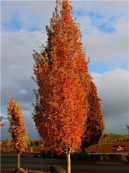 Acer freemanii Armstrong Haute Tige 14 16 Motte ** Erable de Freeman **