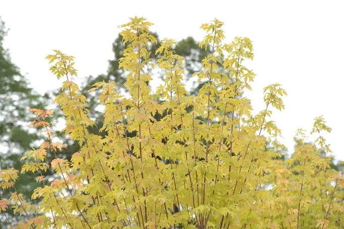 Acer saccharinum Lutescens Cépée 300 400 cm Pot C70 Multi-troncs