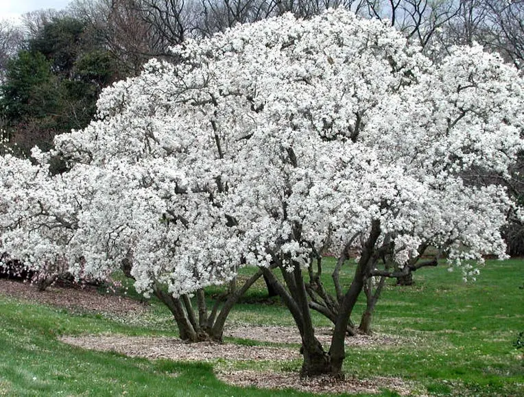 Magnolia kobus Buisson C 70 L 175+ XXl