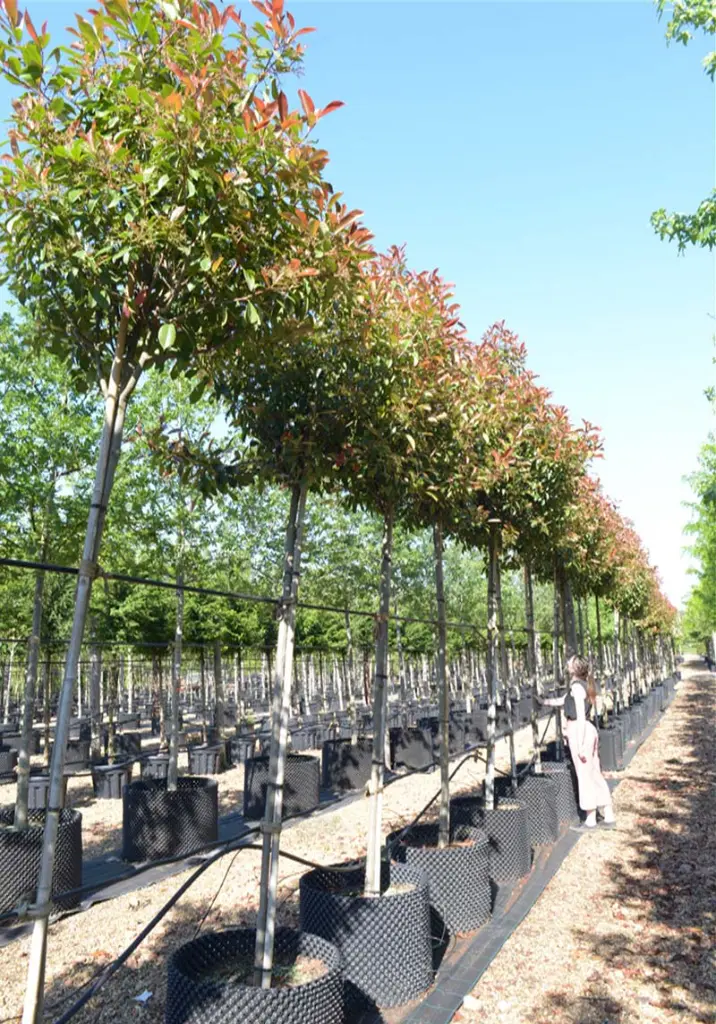 Photinia fraseri Red Robin Haute Tige 10 12  Pot C25-35L ** Feuillage décoratif persistant **