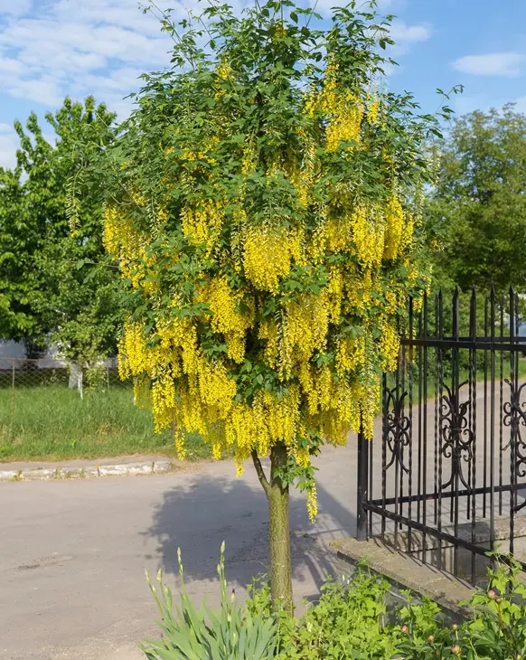 Laburnum watereri Vossii Haute Tige 10 12 Pot ** Pluie d´Or arbre **