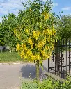 Laburnum watereri Vossii Haute Tige 10 12 Pot ** Pluie d´Or arbre **