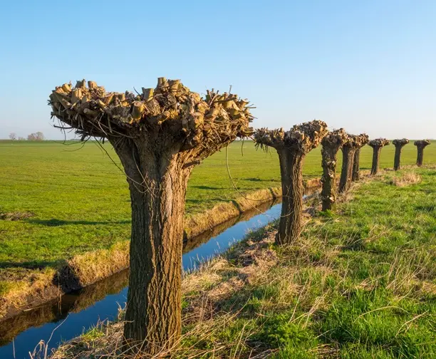 [141936] Salix alba Chermesina Haute Tige 30 35 Fort Motte ** Saule têtard ** Exemplaire exceptionnel