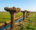 Salix alba Chermesina Haute Tige 30 35 Fort Motte ** Saule têtard ** Exemplaire exceptionnel