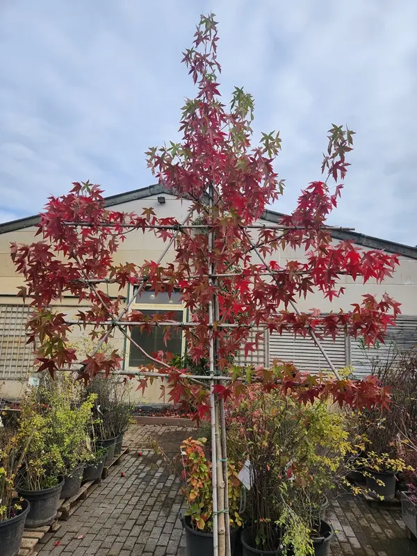 Liquidambar styraciflua Worplesdon 12 14 XTA Palissé 4 étages