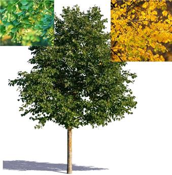 Tilia cordata Green Spire Haute Tige 12 14 Pot C30Litres **Se plante en toute saison * - Tilleul compact **