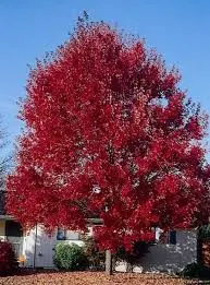 Acer rubrum Summer Red 10 12 Haute Tige Motte ** Résistant ** Erable rouge **