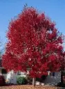 Acer rubrum Summer Red 10 12 Haute Tige Motte ** Résistant ** Erable rouge **