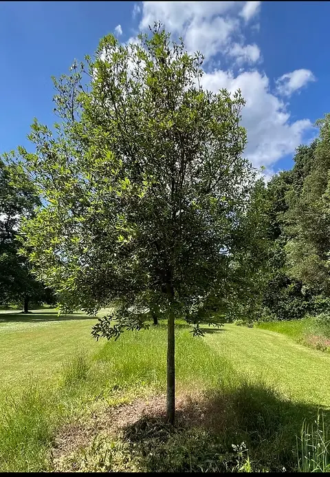 Quercus ilex Haute Tige 08 10 Pot ** Feuillage persistant ** - *Chêne vert persistant*