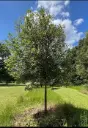 Quercus ilex Haute Tige 08 10 Pot ** Feuillage persistant ** - *Chêne vert persistant*