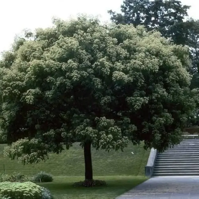 Tetradium danielli 10 12 Haute Tige Motte ** Arbre à miel **