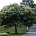 Tetradium danielli 10 12 Haute Tige Motte ** Arbre à miel **