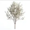 Amelanchier arborea Robin Hill Haute Tige 10 12 Motte