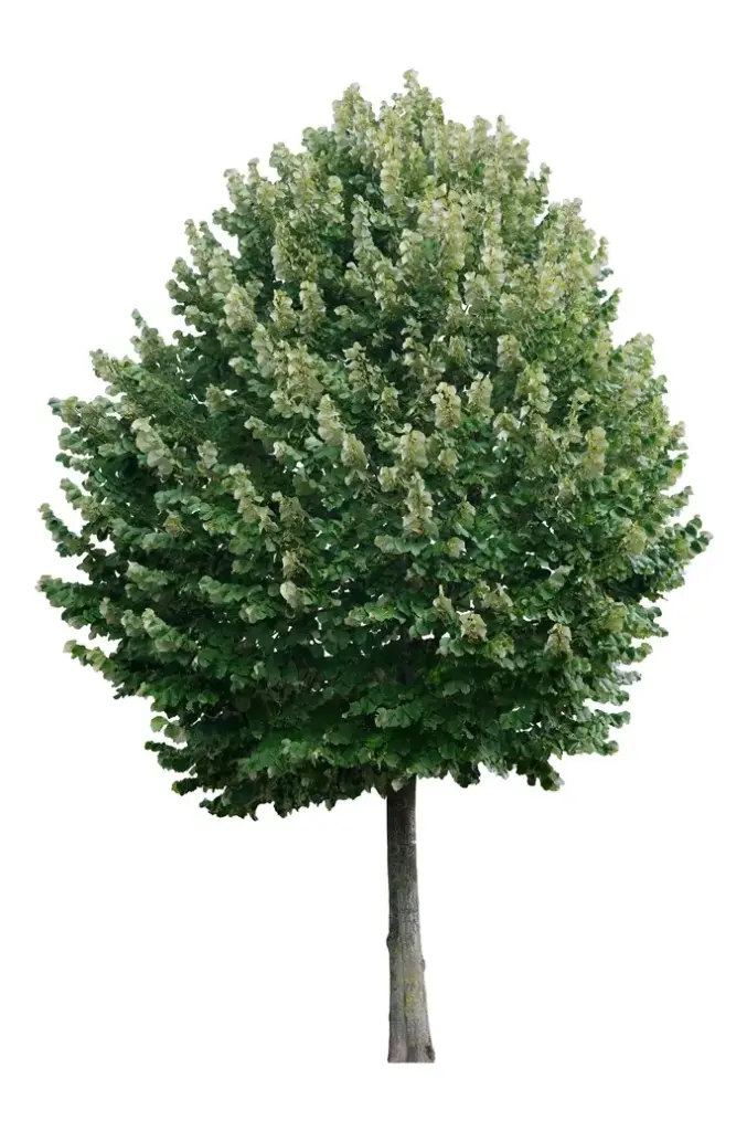 Tilia tomentosa Brabant Haute Tige 14 16 Motte - Tilleul