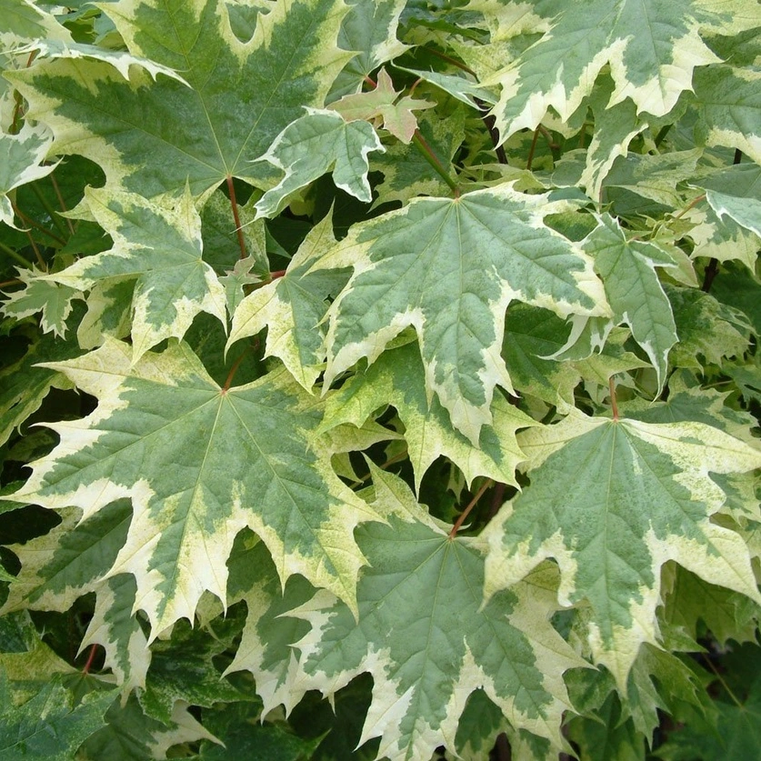 Acer platanoides Drummondii Haute Tige 14 Motte
