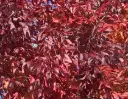 Fraxinus angustifolia Raywood Haute Tige 25 30