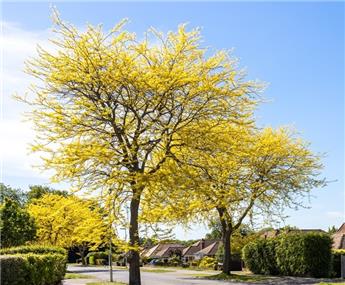 Gleditsia triacanthos Sunburst Haute Tige 14 16