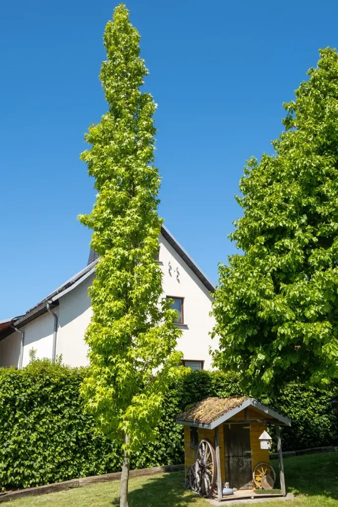 Liquidambar styraciflua Slender Silhouette Baliveau 250 300 Motte  * Copalme d'Amérique en colonne*