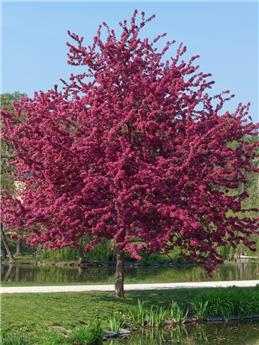 Malus Coccinella 12 14 Haute Tige Pot