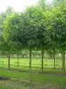 Robinia pseudoacacia Umbraculifera 14 16 Haute Tige - Acacia boule 