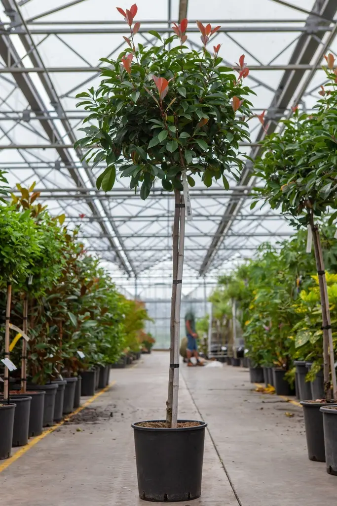 Photinia fraseri Red Robin Haute Tige 6 8 tronc +/- 2 M  Pot C25